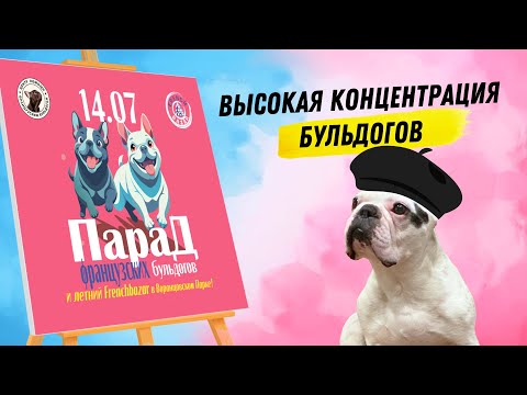 Видео: Парад французских бульдогов 2024 в Москве