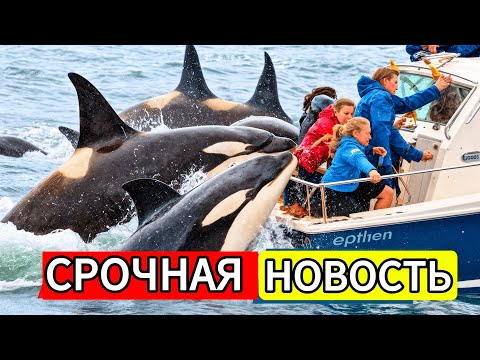 Видео: Ученые Наконец-то РАЗГАДАЛИ Зачем Косатки АТАКУЮТ Лодки! (Ты НЕ ПОВЕРИШЬ!)