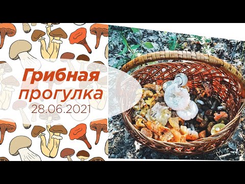 Видео: #ПоГрибы на Кубани (28 июня 2021) Белый гриб, Лисички, Дубовик, Моховик и Обабок