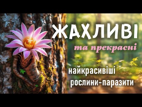Видео: Найкрасивіші рослини-паразити.