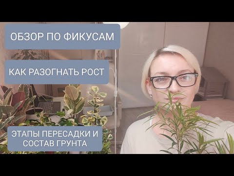 Видео: 🔵🟤КАК РАЗОГНАТЬ РОСТ ФИКУСА. ОБЗОР ПО СОРТАМ #garden #фикусы