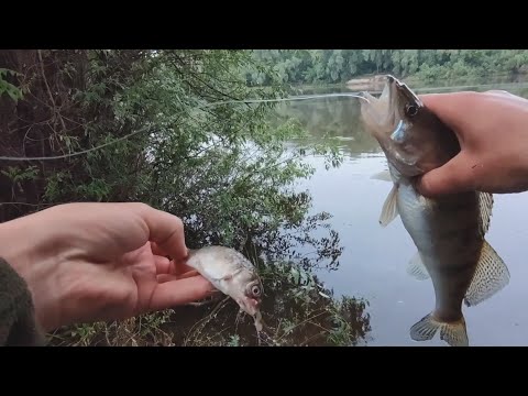 Видео: Рибалка на сома в дощ, р.Десна Травень місяць 2025 @TEULU999