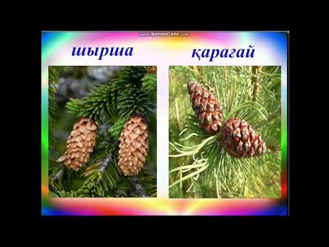 Видео: Өсімдік бөлімдерінің ерекше белгілері. Биология - 8 сынып. Биология пәнінің мұғалімі - Рашитова С.Ә