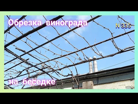 Видео: Правильная обрезка винограда на беседке.