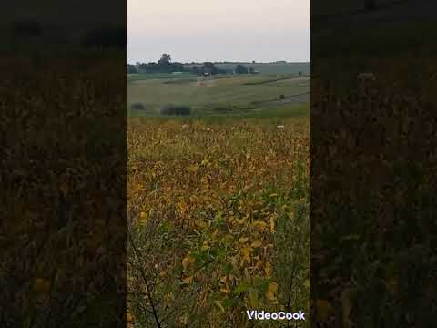 Видео: Дисекація сої.🌱🌱🌱🌱