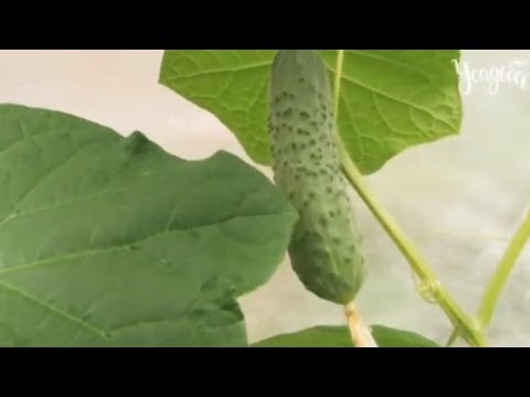 Видео: ВСЕ О ВЫРАЩИВАНИИ ОГУРЦОВ от А до Я  в теплице и в открытом грунте