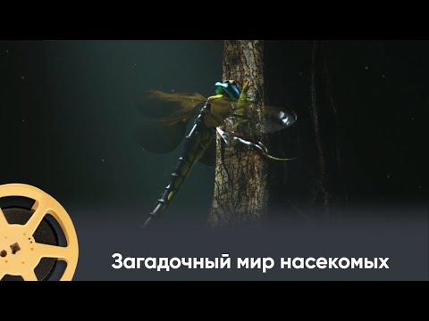 Видео: ПРЕМЬЕРА 2025! Загадочный мир насекомых / Mysterious Insects, on the Trail of Origi