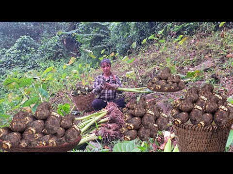 Видео: Горное садоводство: сбор таро на крутых склонах гор для продажи на рынке. Приготовление еды.