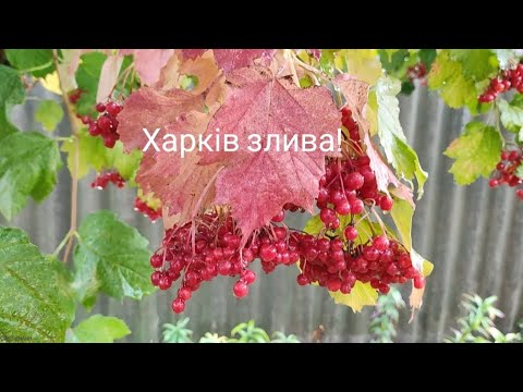 Видео: Харків Прогулянка під дощем! Хризантеми не зацвіли!