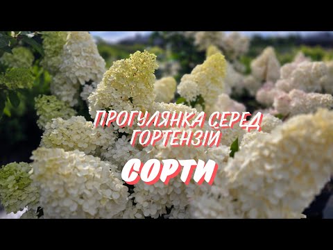 Видео: Прогулка среди гортензий 21.07.25 Сорта