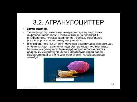 Видео: Гистология. Қан және лимфа.