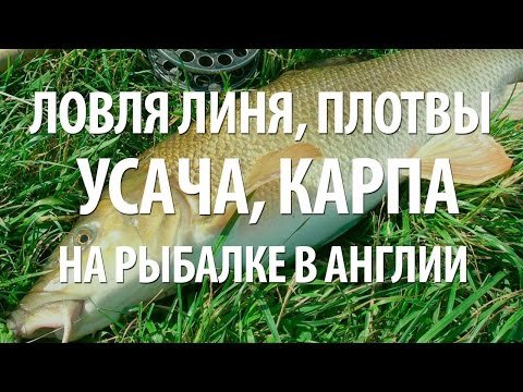 Видео: РЫБАЛКА на УСАЧА, ЛИНЯ, КАРПА в АНГЛИИ