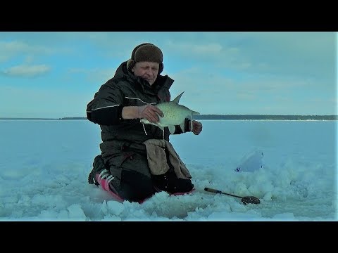 Видео: Крупный подлещик зимой на мормышку. безмотылка шарик.