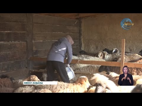Видео: «Ауыл аманаты» - мал шаруашылығын дамытуға сеп