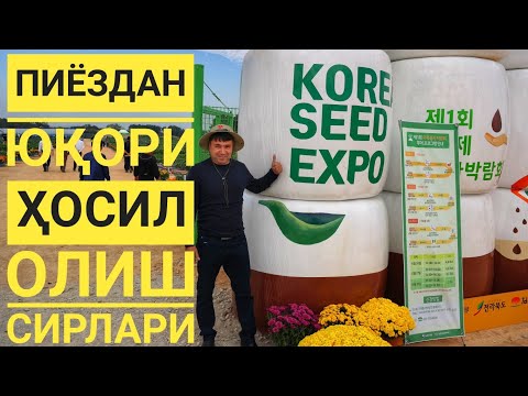 Видео: Пиёздан ЮҚОРИ ҲОСИЛ олишда - ЭНГ ЗАРУР бўлган маслахатлар.