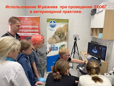 Видео: Использование М-режима  при проведении ЭХОКГ в ветеринарной практике.