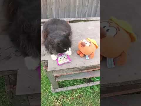 Видео: Смешные коты—Боря 🐱 #MCMisha42 #котики #лето2025