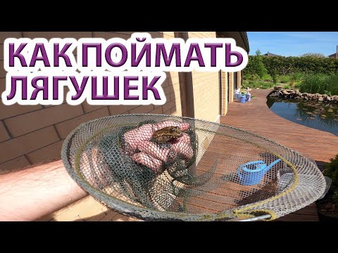 Видео: Громкие лягушки?  - Показываем как поймать в пруду.