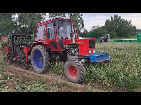 Видео: Как организовать механизированную уборку чеснока.