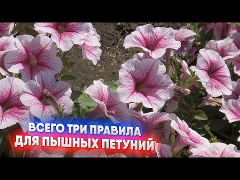 Видео: Три правила для роскошных петуний