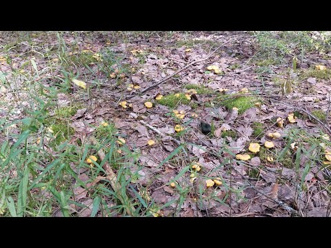 Видео: лисичка идёт 8 июня