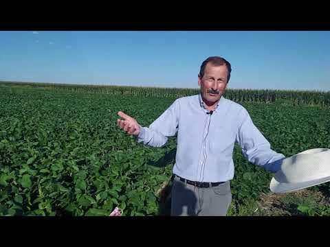 Видео: Аргентина. NO-TILL - Зачем ставить опыты? - Агроном Фредди Додорико