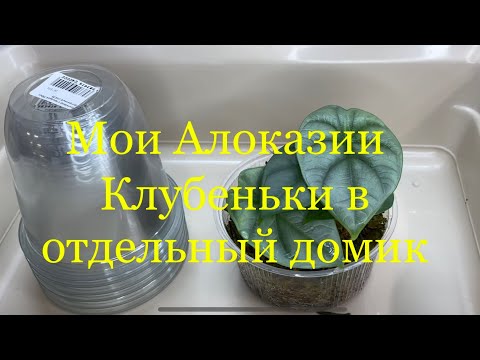 Видео: 29.04.23 Моя коллекция алоказий ! Клубеньки в отдельный домик 🍃