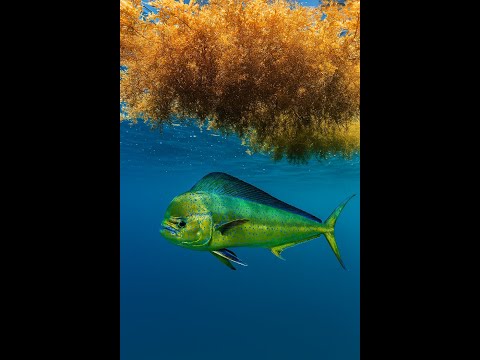 Видео: Умный троллинг: максимизируйте уловы махи на заросших водорослями лесках.