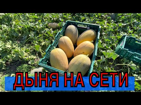 Видео: Уборка дыни на супермаркет!