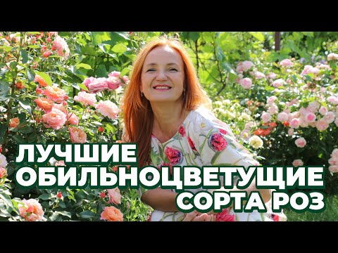 Видео: РОЗЫ. ЛУЧШИЕ ОБИЛЬНОЦВЕТУЩИЕ СОРТА РОЗ. ВЫБОР СОРТОВ РОЗ ДЛЯ ОСЕННИХ ЗАКУПОК. ОБЗОР СОРТОВ РОЗ.