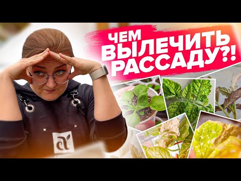 Видео: ЕСЛИ РАССАДА ЗАБОЛЕЛА - ЛЕЧИТЬ ТАК!