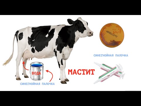 Видео: ЦИКЛ: "МАСТИТЫ У КОРОВ". СИНЕГНОЙНАЯ ПАЛОЧКА