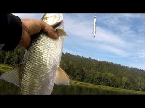 Видео: Увлекательная рыбалка на реке Уфа!!!