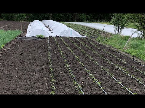 Видео: Дивіться і слухайте що я замутив.