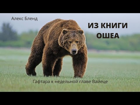 Видео: К недельной главе Вайеце. Гафтара. Ошеа 12:13-14:10
