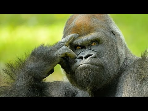Видео: СЕРЬЕЗНЫЕ ОТВЕТЫ НА ГЛУПЫЕ ВОПРОСЫ ОБ ЭВОЛЮЦИИ