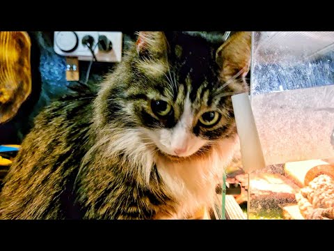 Видео: Кот Мурлок: всё под котнтролем. Доступное жильё для рептилоидов