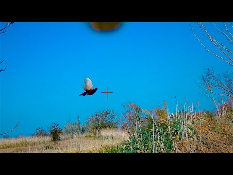 Видео: НАКРОШИЛИ ФАЗАНОВ !!!