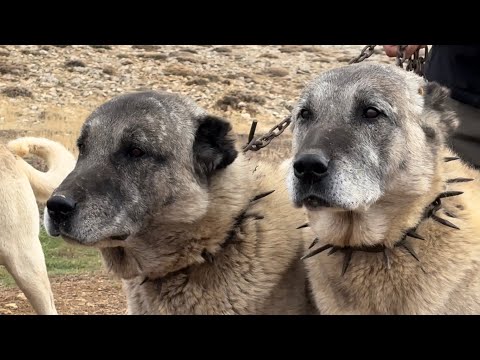 Видео: Вымершие собаки-кангалы и стадо из 1000 овечек