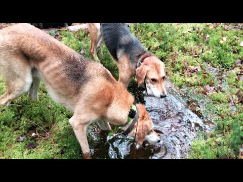 Видео: Охота с русской гончей, подъёмы были. 5.11.25г