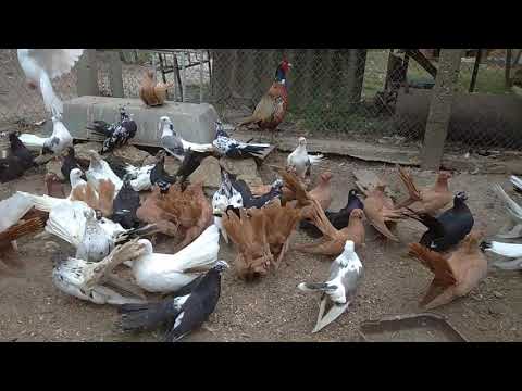 Видео: Бесарабы, Акерманы.