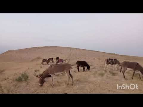 Видео: жайлов дан чулгача ниче кунлик юл 3 КСМ