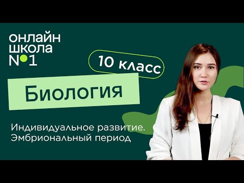 Видео: Индивидуальное развитие. Эмбриональный период. Биология 10 класс. Видеоурок 24