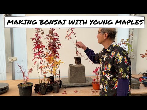 Видео: Проекты с молодыми кленами