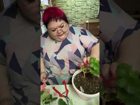 Видео: ВРЕМЯ БУДИТЬ ПЕЛАРГОНИИ КОНЕЦ  ЯНВАРЯ