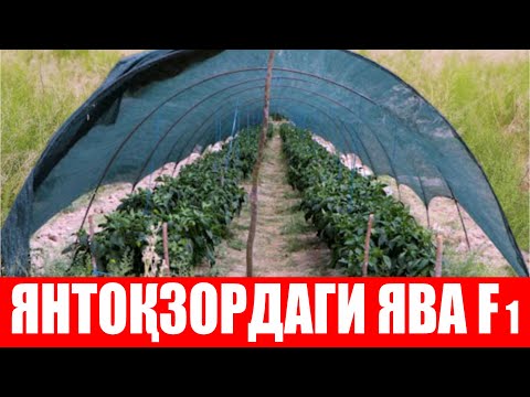 Видео: Янтоқзорда етиштирилаётган ЯВА F1 (Pepper Jawa F1-Sakata)