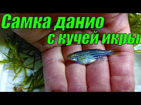 Видео: СЛАБОНЕРВНЫМ НЕ СМОТРЕТЬ! Выдавливаю из самки данио кучу икры!