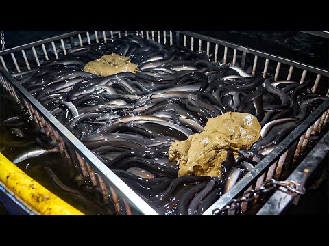 Видео: Удивительная ферма по выращиванию угрей, выращивающая 400 тонн угря в год! барбекю из угря на гриле