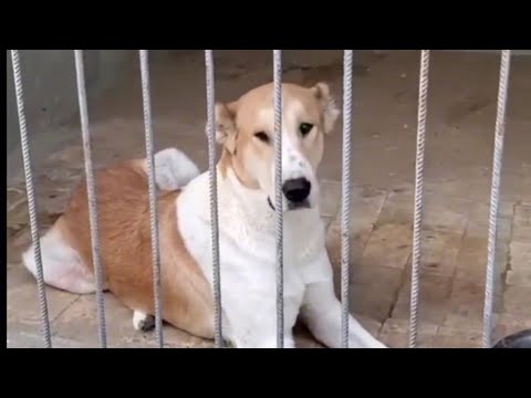 Видео: Ашхабад обзор чистопородных собак Туркмении| Turkmen alabay dogs |Туркменский Волкодав #волкодав