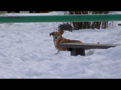 Видео: Специальный репортаж телеканала «РИНГ» о случае массового отравления собак в Зарайске